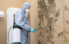 Best Environmental Consulting for Mold Prevention in Webster Groves, MO